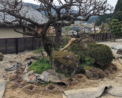 梅の古木の治療　恵那市　樹勢回復