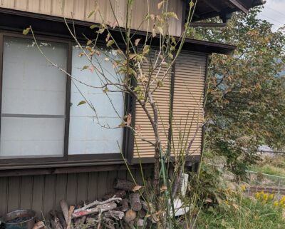 100年改良による梅の木の樹勢回復工事　8ヶ月目　中津川市　土壌改良　樹勢回復工事